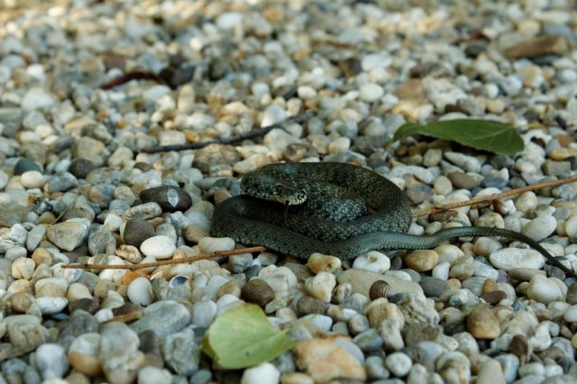 Vortrag Sinabelk. Donau 2011